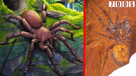 giant spider australia electric box|giant spider fossil australia.